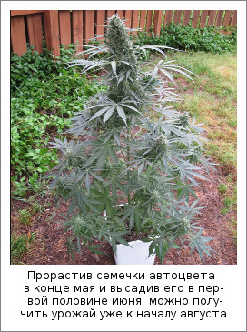 Прорастив семечки автоцвета в конце мая и высадив его в первой половине июня, можно получить урожай уже к началу августа