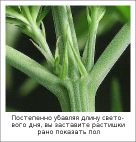 Постепенно убавляя длину светового дня, вы заставите растишки рано показать пол