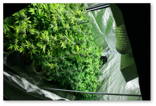 shkaf-dlya-vyrashchivaniya-travy