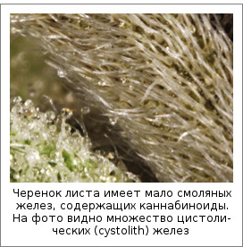 Черенок листа имеет мало смоляных желез, содержащих каннабиноиды. На фото видно множество цистолических (cystolith) желез