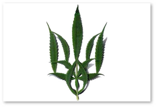 tekhnicheskaya-konoplya-v-ukraine