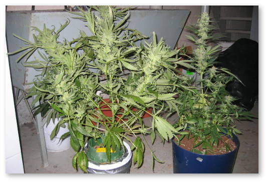 v-pochve-ili-na-gidroponike