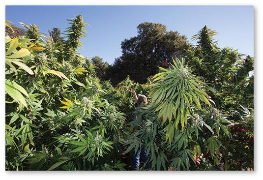 vyrashchivanie-konopli-v-zasushlivom-klimate-1