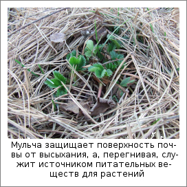 Мульча защищает поверхность почвы от высыхания, а, перегнивая, служит источником питательных веществ для растений