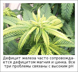 Дефицит железа часто сопровождается дефицитом магния и цинка. Все три проблемы связаны с высоким pH