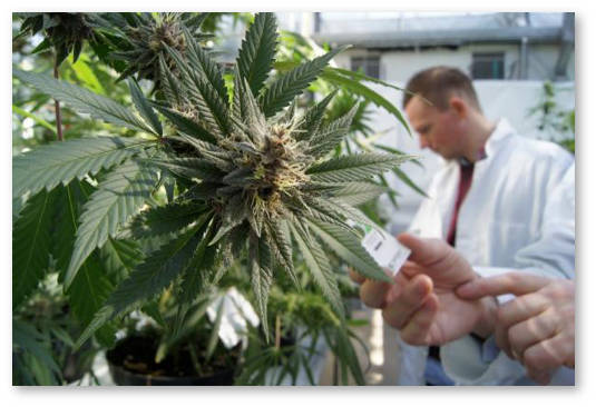 issledovaniya-medicinskoj-marihuany