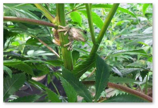 kak-aromatizirovat-konoplyu