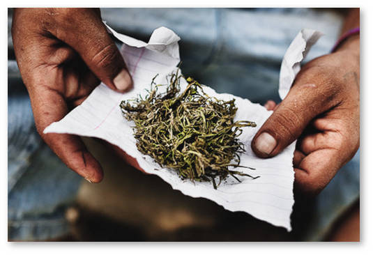 marihuana-v-gvatemale