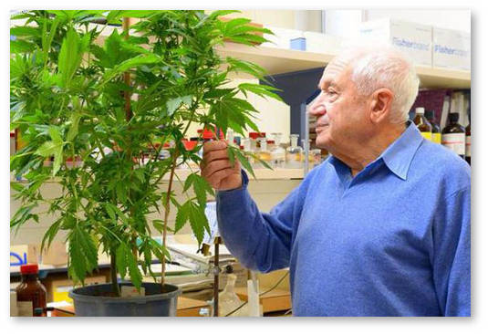 mechoulam-klinicheskie-ispytaniya-konopli