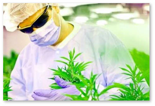 medicinskaya-marihuana-v-izraile