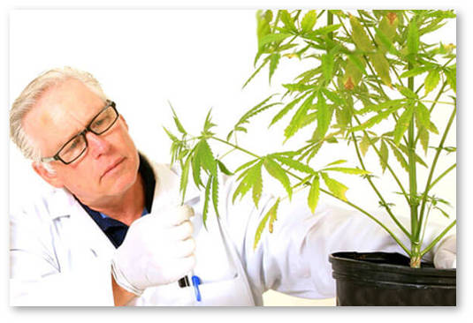 mezhdunarodnyj-institut-konopli