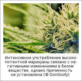 Интенсивное употребление высокопотентной марихуаны связано с негативными изменениями в белом веществе, однако причинность не установлена (© DonGoofy)