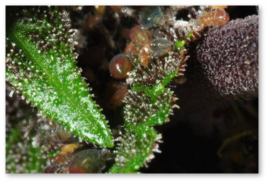 vrediteli-konopli-kornevaya-tlya