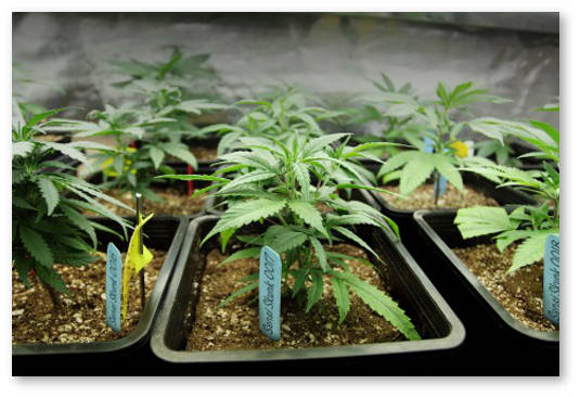 vybor-fenotipa-iz-semyan