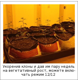 Укоренив клоны и дав им пару недель на вегетативный рост, можете включать режим 12/12