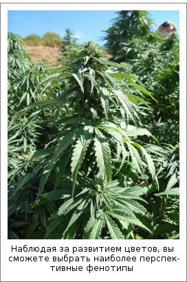 Наблюдая за развитием цветов, вы сможете выбрать наиболее перспективные фенотипы