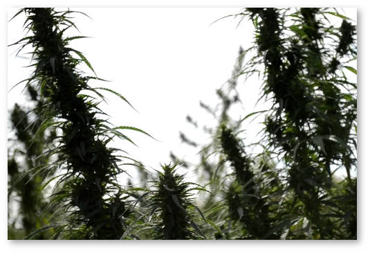 zamerz-idya-s-polya-konopli