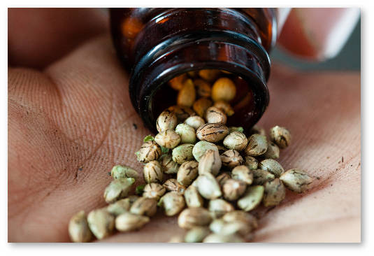 2016 01 semena marihuany