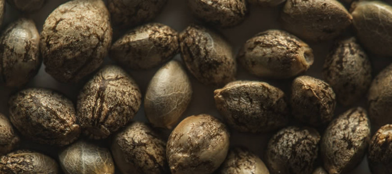 kakie byvayut semena konopli