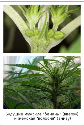 Будущие мужские "бананы" (вверху) и женская "волосня" (внизу)