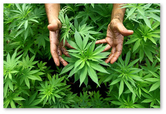 legalizuet li avstraliya marihuanu