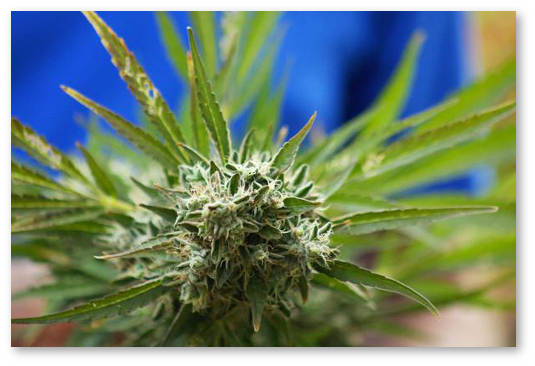 prenatalnoe vozdejstvie marihuany