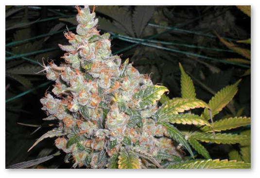 proliv-i-sbor-urozhaya