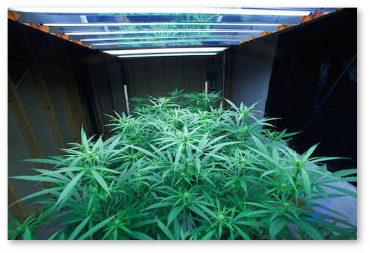 svetovoj rezhim dlya konopli