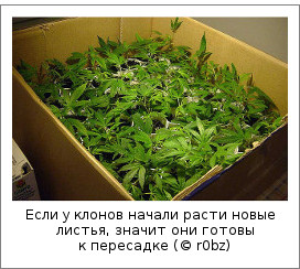 Если у клонов начали расти новые листья, значит они готовы к пересадке (© r0bz)