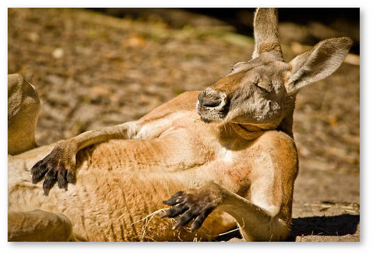 avstraliya v ozhidanii legalizacii medicinskoj marihuany