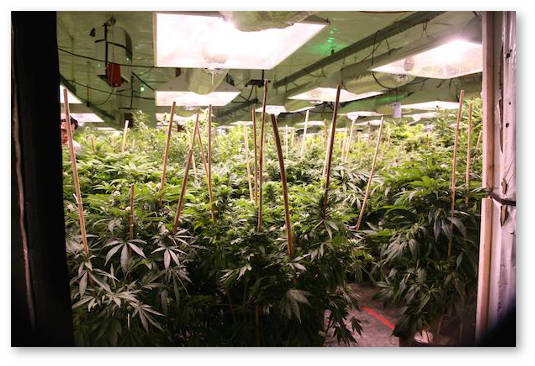 kolichestvo kustov konopli