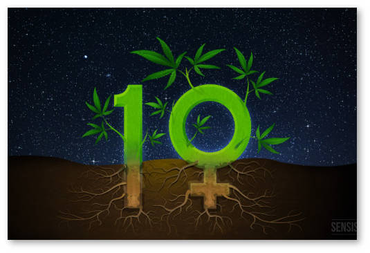 konoplya feminizirovannaya