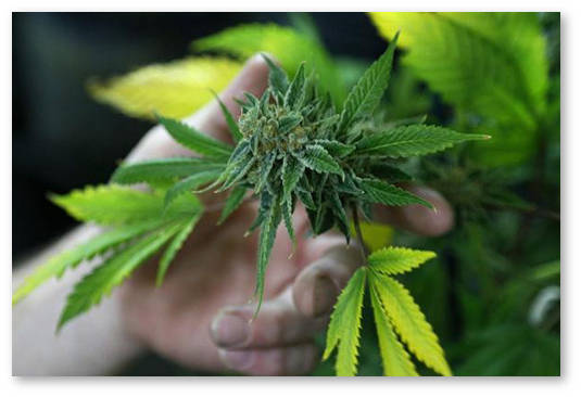 legalizaciya konopli vermonte