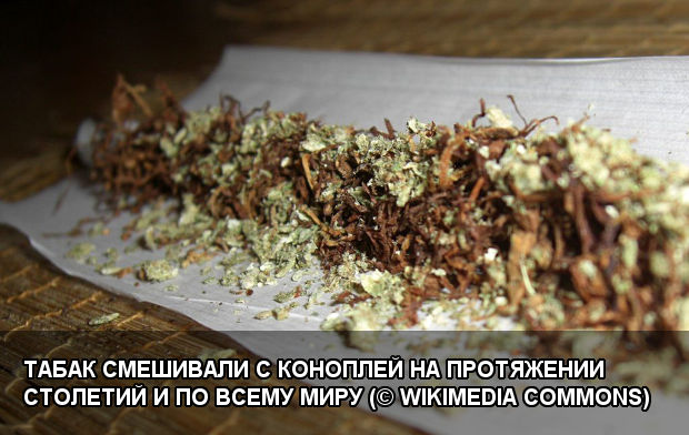 Табак смешивали с коноплей на протяжении столетий и по всему миру