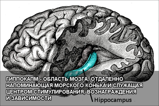 Гиппокапм - область мозга, отдаленно напоминающая морского конька и служащая центром стимулирования, вознаграждения и зависимости