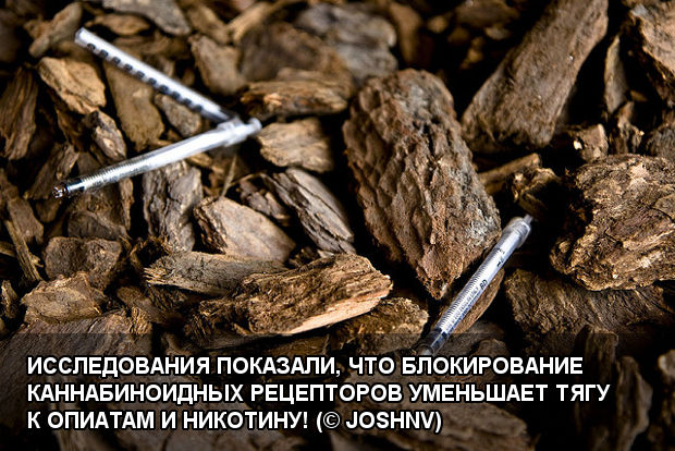 Исследования показали, что блокирование каннабиноидных рецепторов уменьшает тягу к опиатам и никотину!
