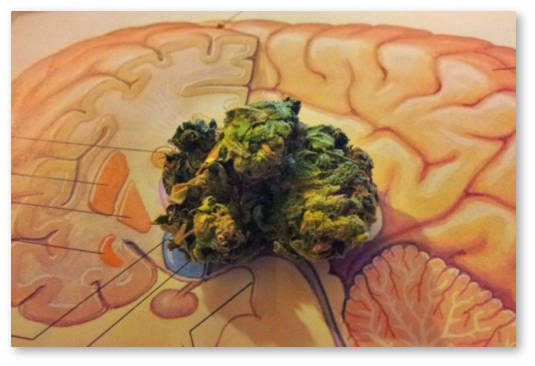 marihuana psihicheskie zabolevaniya shizofreniya