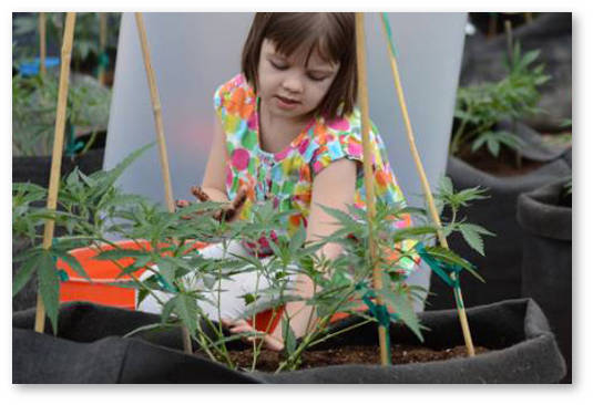 maslo kannabisa s kbd protiv ehpilepsii