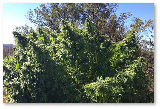 mulchirovanie plenkoj