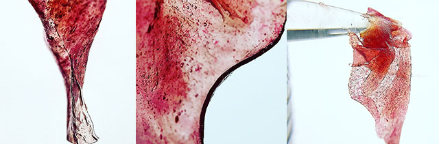 antociany v konoplyanyh koncentratah