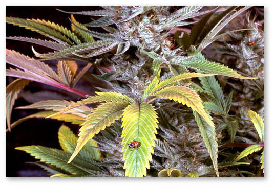 chem otlichaetsya indika ot sativy