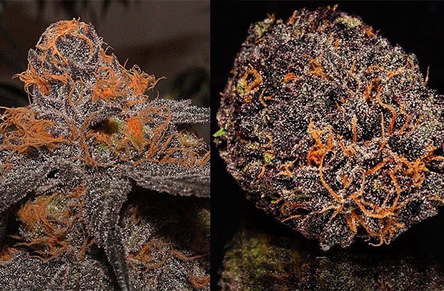 chto delaet kanabis fioletovym