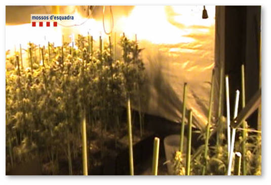 ispaniya rossiyanki vyrashchivali marihuanu