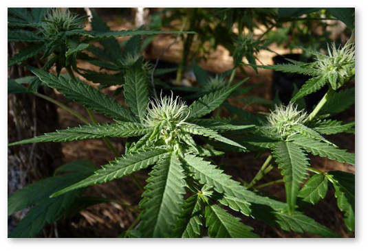 kanabis uglekislyj kislorod