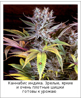 Каннабис индика. Зрелые, яркие и очень плотные шишки готовы к урожаю