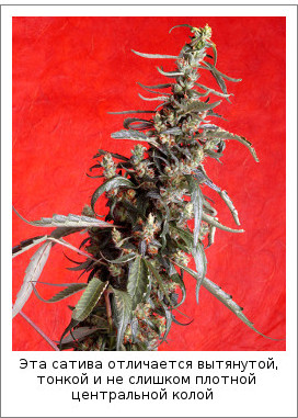 Эта сатива отличается вытянутой, тонкой и не слишком плотной центральной колой