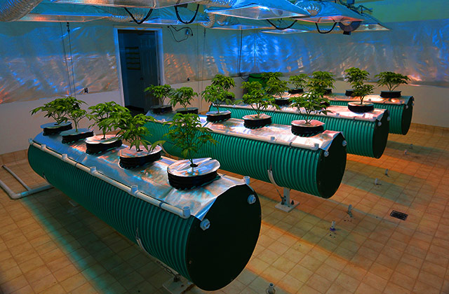 konoplya na gidroponike 2