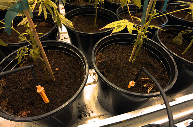 konoplya na gidroponike 3