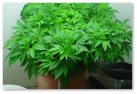 materinskij kanabis v gidroponike