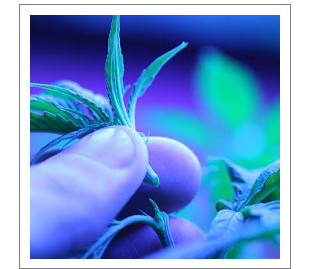 obrezka konopli na ehtape cveteniya 2